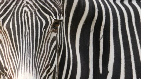 Close up zebra face and body. Stock Footage 211843729