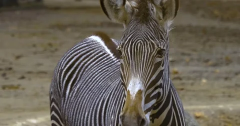 Close up of zebra Stock Footage 135348066
