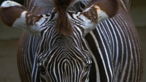 Close up of Zebra Stock Footage 139223038