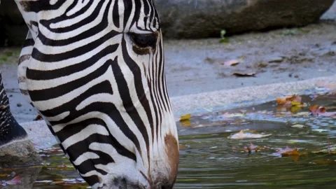 Close up of Zebra Stock Footage 141606292
