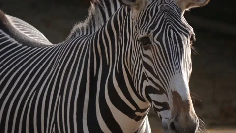 Close up of Zebra Stock Footage 219513140