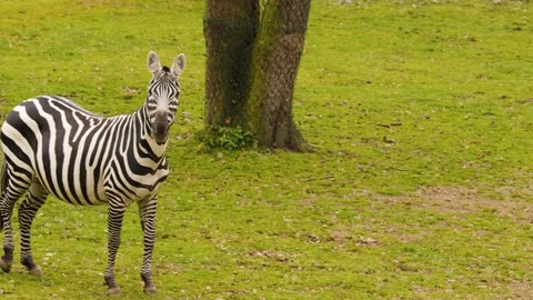 Close up zebra Stock Footage 238951508