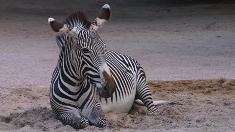 Close up of a Zebra  Stock Footage 256107987