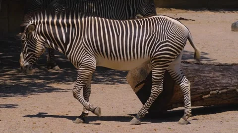 Close up of a Zebra  Stock Footage 256108203