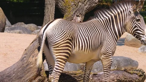 Close up of Zebra Video stock 256183415
