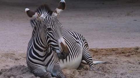 Close up of a Zebra Stock Footage 256260111