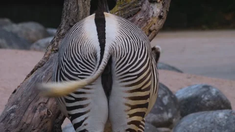 Close up of a Zebra Stock Footage 256260312