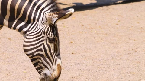 Close up of a Zebra Stock Footage 256260431