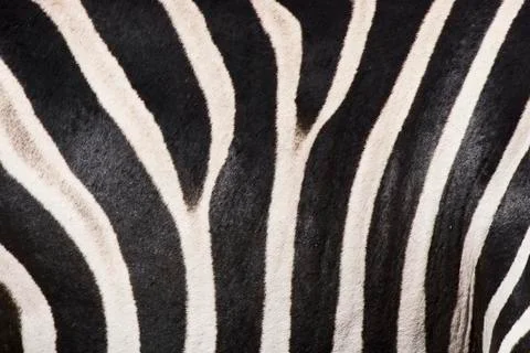 Close up of zebra fur Foto stock