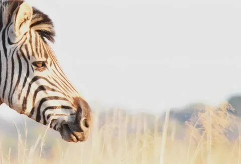 Close-up of zebra in a grassy field with a cloudy sky Stock Photos