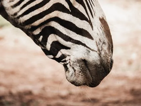Close up of zebra grazing muzzle Foto stock