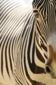 Close-up of a zebra head with clear stripes in the sunlight, Grevy's zebra Stock Photos