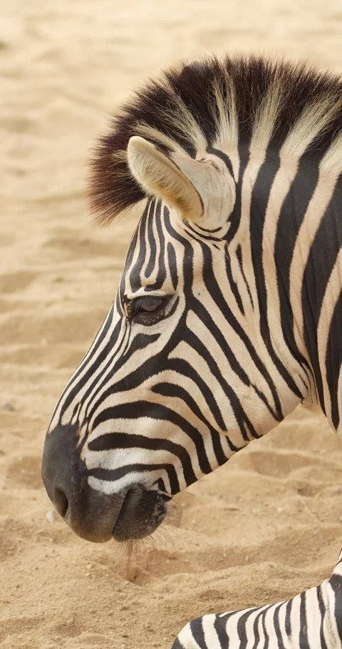 Close up of a zebra head. High definition shot at 4K. Stock Footage 270289744