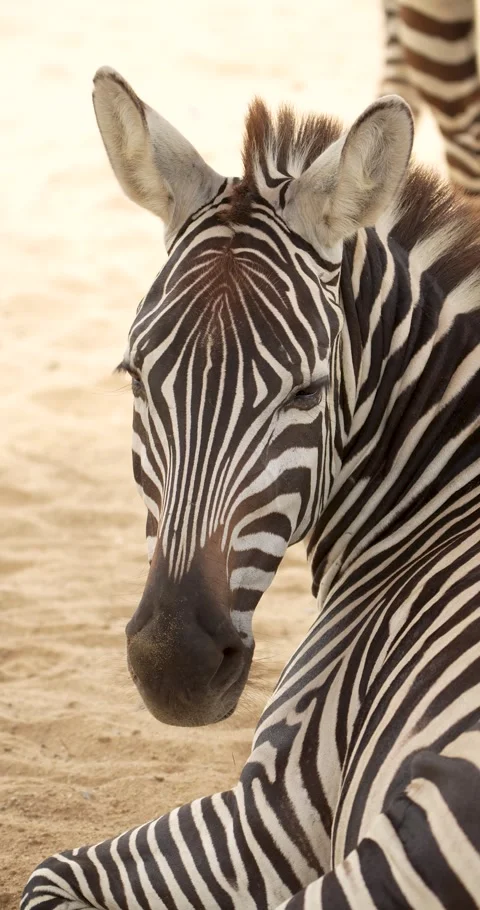Close up of a zebra head. High definition shot. Stock Footage 271621930