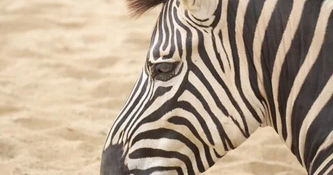 Close up of a zebra head. High definition shot. Stock Footage 271621945