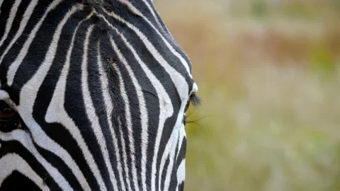 Close up zebra head standing in a meadow surrounded by dozens of flies Stock Footage 228200074