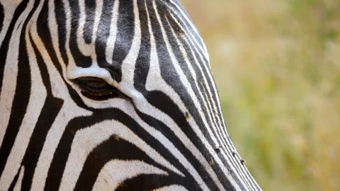 Close up A zebra head standing in a meadow surrounded by dozens of flies Stock Footage 228201213
