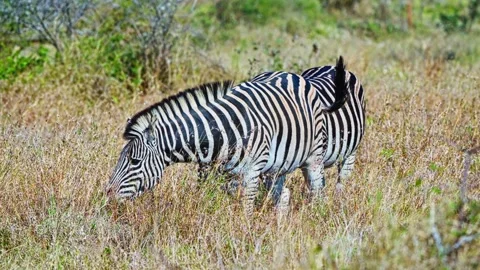 Close-up, Zebra Herd Together in Dry African Grassland Wildlife Habitat Stock Footage 345782169