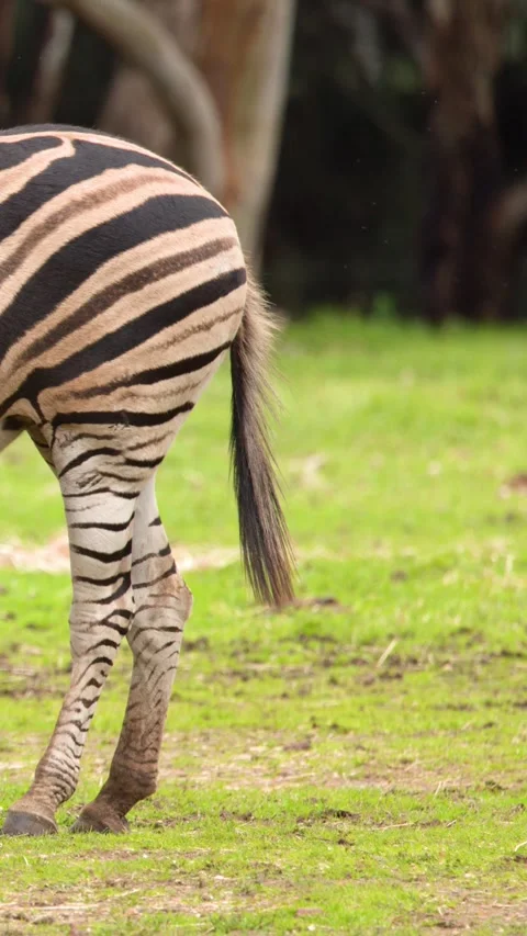 Close Up of Zebra Hindquarters and Flicking Tail on Green Meadow Stock Footage 346345537
