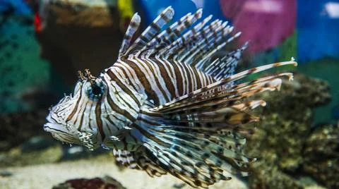 A close-up of the zebra lionfish Stock Photos