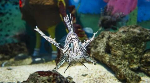 A close-up of the zebra lionfish Stock Photos
