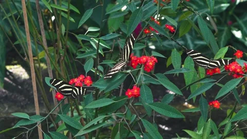 Close up of a zebra longwing butterfly Stock Footage 270478915