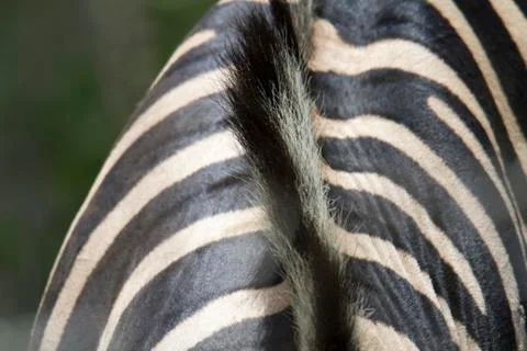 Close up of a zebra mane Stock Photos