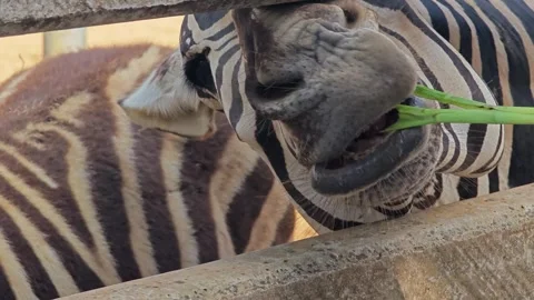 Close up zebra is mouth while eating. Stock Footage 310344209