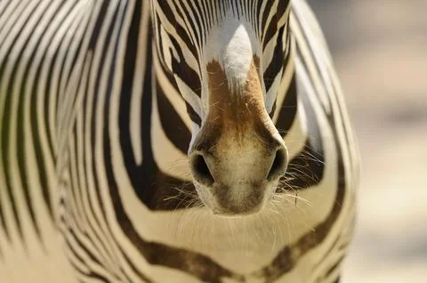 Close-up of the zebra owl with stripe pattern and fine details, Grevyzebra Stock Photos