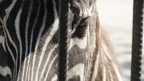 A close-up zebra panorama through the grid Stock Footage 118972400