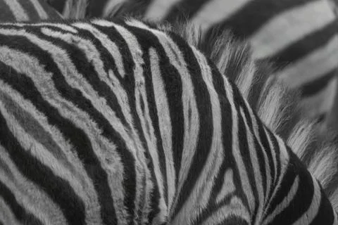 Close-up of a zebra pattern with black and white stripes of fur, rheine, germany Stock Photos