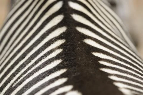 Close-up of the zebra pattern with black and white stripes in abstract style, 스톡 사진