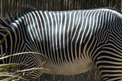 Close up on Zebra Pattern Stock Photos