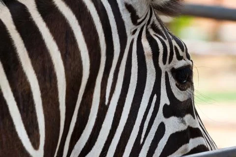 Close-up zebra Stock Photos