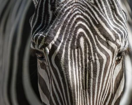 Close up of zebra Stock Photos