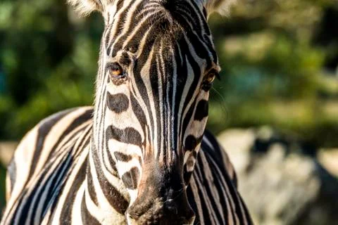Close up of a zebra Stock Photos