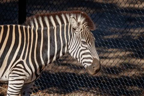 Close Up Of A Zebra Stock Photos