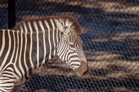Close Up Of A Zebra Stock Photos