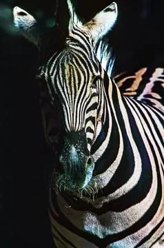Close up of a zebra Stock Photos