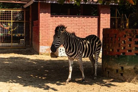 Close-up of a Zebra Relaxing Under the Tree Shade Stock Photos