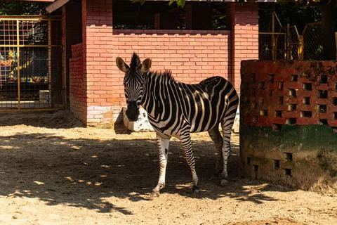 Close-up of a Zebra Resting Under the Tree Shade Stock Photos