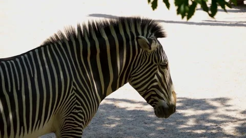Close up zebra in the shade Stock Footage 278013908