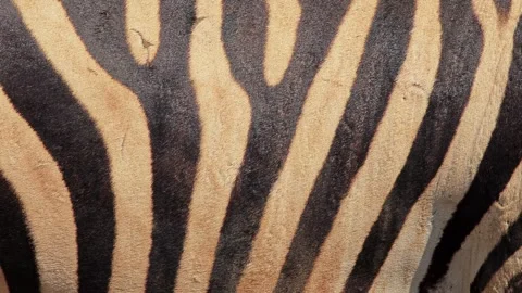 Close up of zebra skin. Stock Footage 305817101