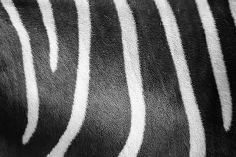 Close up zebra skin pattern black and white 스톡 사진