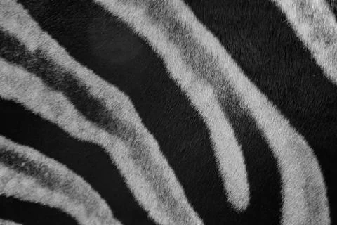 Close up zebra skin pattern black and white Stock Photos
