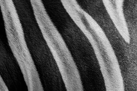 Close up zebra skin pattern black and white Stock Photos