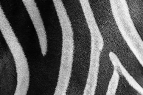 Close up zebra skin pattern black and white Stock Photos
