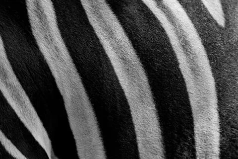 Close up zebra skin pattern black and white Stock Photos