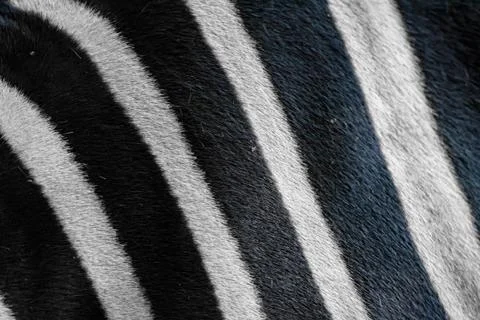 Close up zebra skin pattern black and white Stock Photos