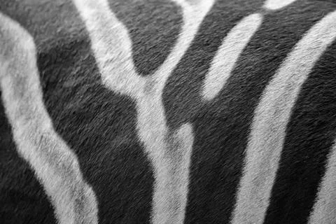 Close up zebra skin pattern black and white Stock Photos